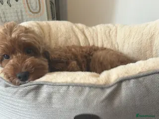Cockapoo dogs Skye- rehoming - Advert 1