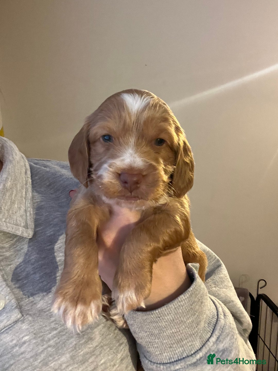 Cockapoo dogs for sale: Exceptional Cockapoo puppies 🐶  - Advert 4