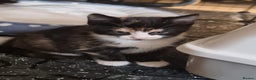 Mixed Breed cats for sale: Ginger tuxedo kittens  - Advert 10