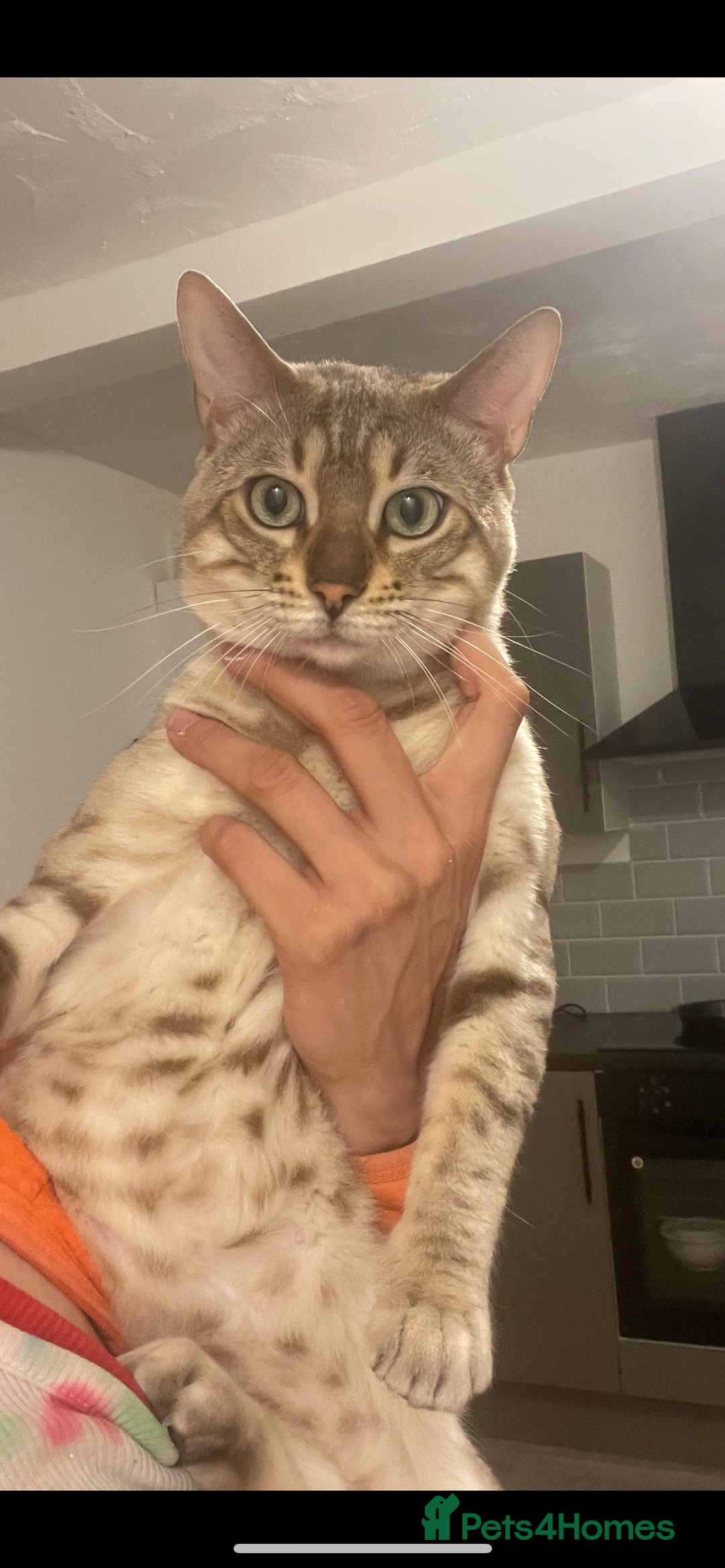 Bengal cats for sale: snow bengal  - Advert 3