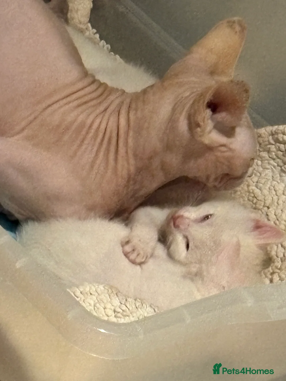 Mixed Breed cats for sale: Siamese kittens  - Advert 3