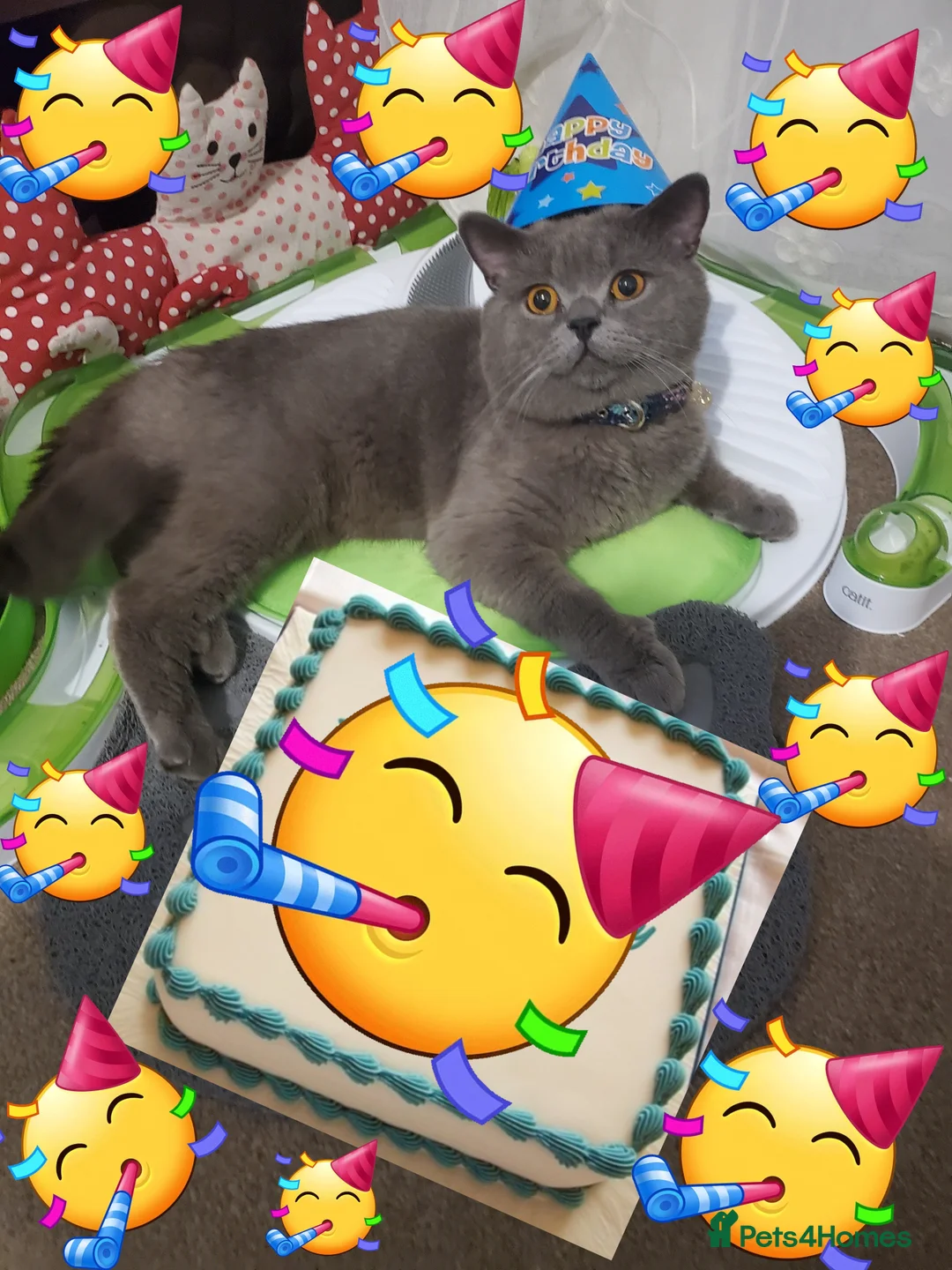 British Shorthair cats for stud: British short hair for stud in Hinckley - Advert 2