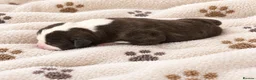 Staffordshire Bull Terrier dogs for sale: Outstanding litter  blue brindle white kc staffys - Advert 3