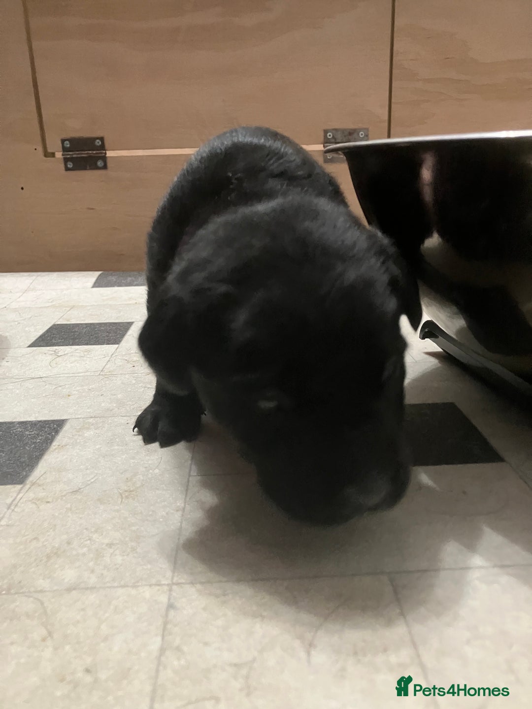 Labrador Retriever dogs for sale: Litter of 10 Beautiful black Puppies - Advert 11