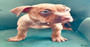 Mixed Breed dogs - Advert 3