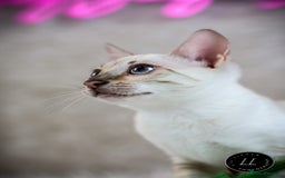 Bengal cats for sale: Beautiful Silver Lynx Bengal Kitten - Image 9