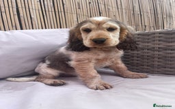 Cocker Spaniel dogs for sale: Cocker spaniel puppy - Image 7