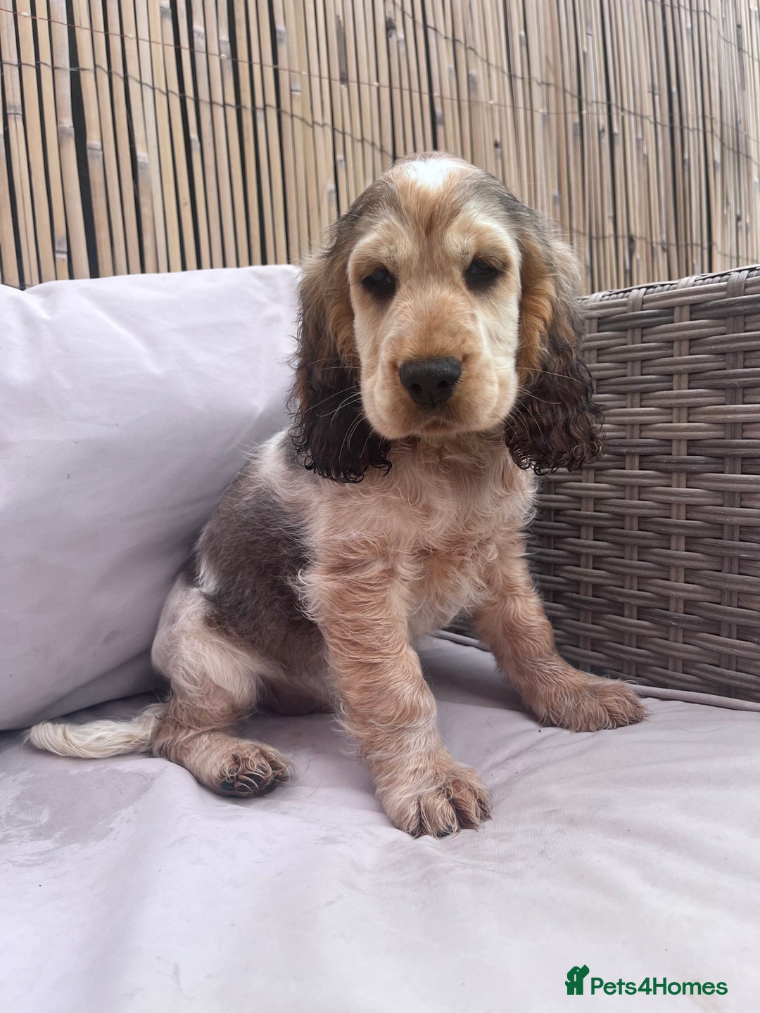 Cocker Spaniel dogs for sale: Cocker spaniel puppy - Image 7