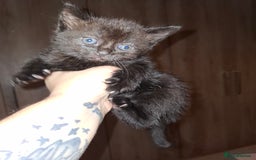 Mixed Breed cats for sale: 4 fluffy kittens for sale - Image 4