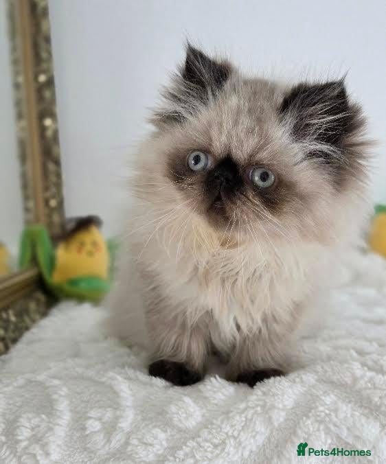 Persian cats for sale: Persian Himalayan Kittens - Advert 2