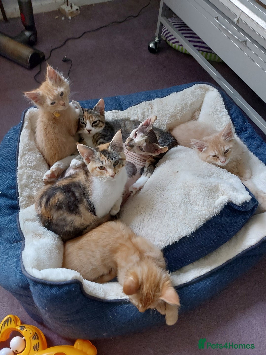 Maine Coon cats for sale: Maine coon x sphynx kittens - Image 22