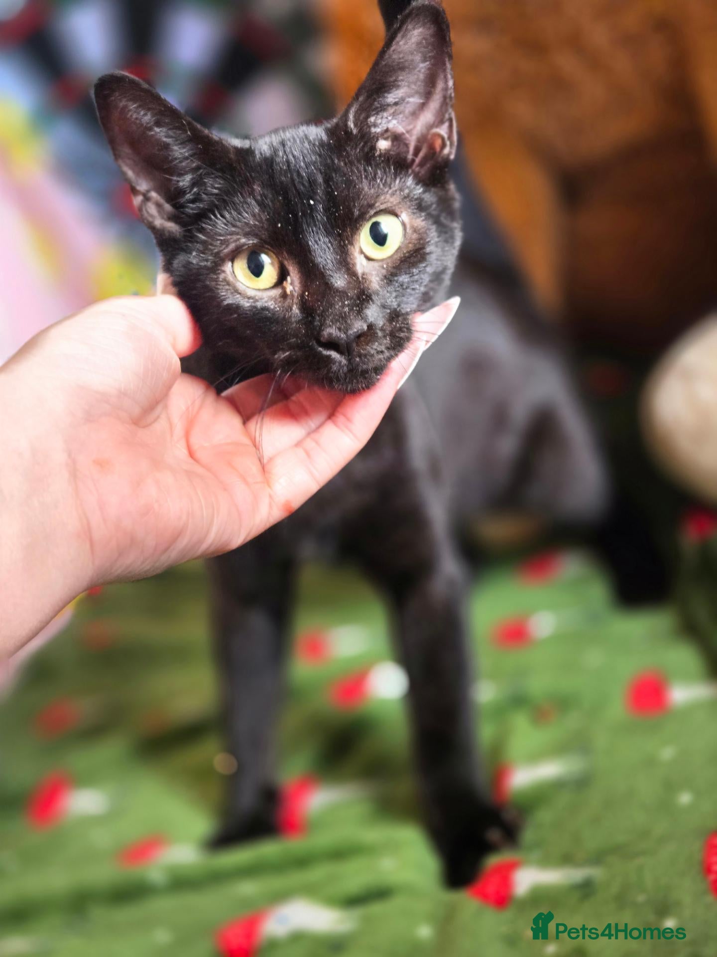Mixed Breed cats Free Sphynx Lykoi kittens  - Advert 1