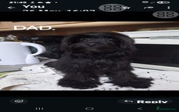 Mixed Breed dogs for sale: Biewer ( yorkshire terrier ) x chorkie puppies - Image 6