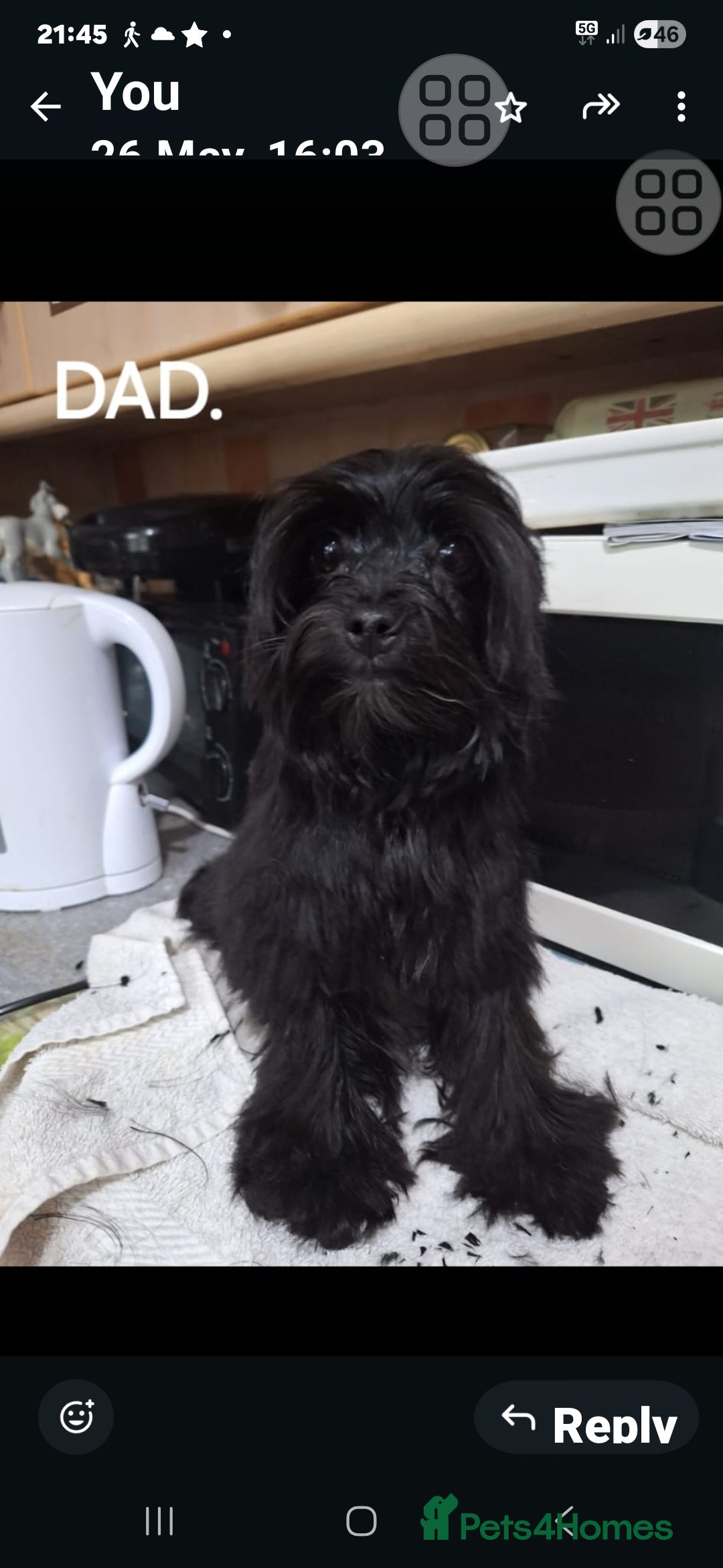 Mixed Breed dogs for sale: Biewer ( yorkshire terrier ) x chorkie puppies - Image 6