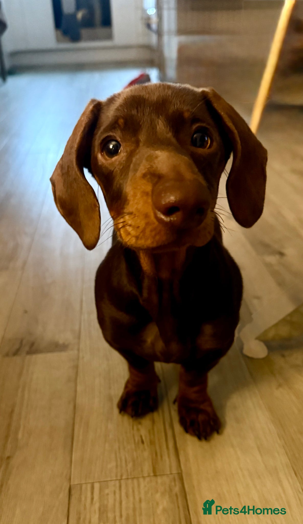 Miniature Dachshund dogs Loving puppy for new home - Advert 13