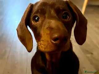 Miniature Dachshund dogs Loving puppy for new home - Advert 13