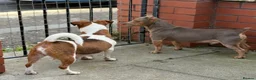 Jack Russell dogs for sale: Beautiful miniature Jack Russell puppies  - Advert 6
