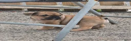 French Bulldog dogs for sale: French bulldog pups kc reg in Carrickfergus - Advert 7