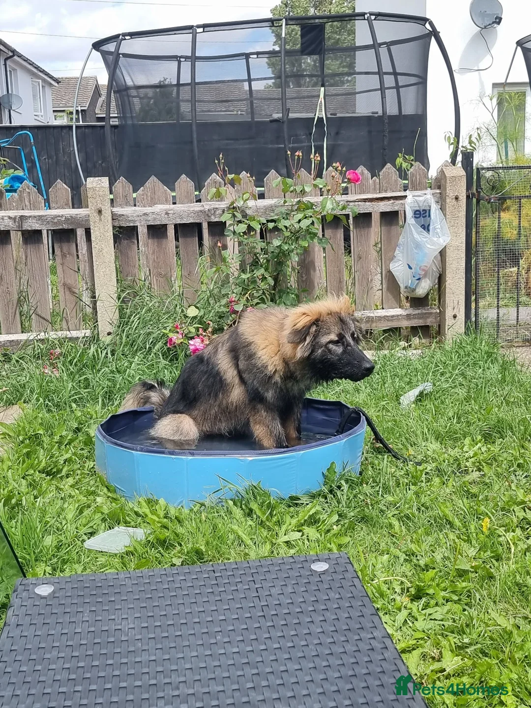 Mixed Breed dogs for sale: Boo Bear male - Advert 4