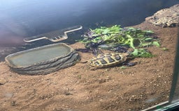 Hermann Tortoise reptiles for sale: Herman tortoise  - Image 1