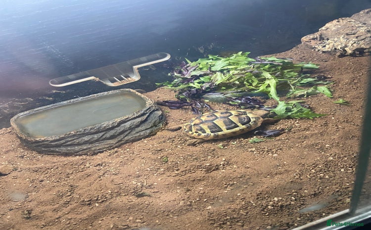Hermann Tortoise reptiles - Advert 1