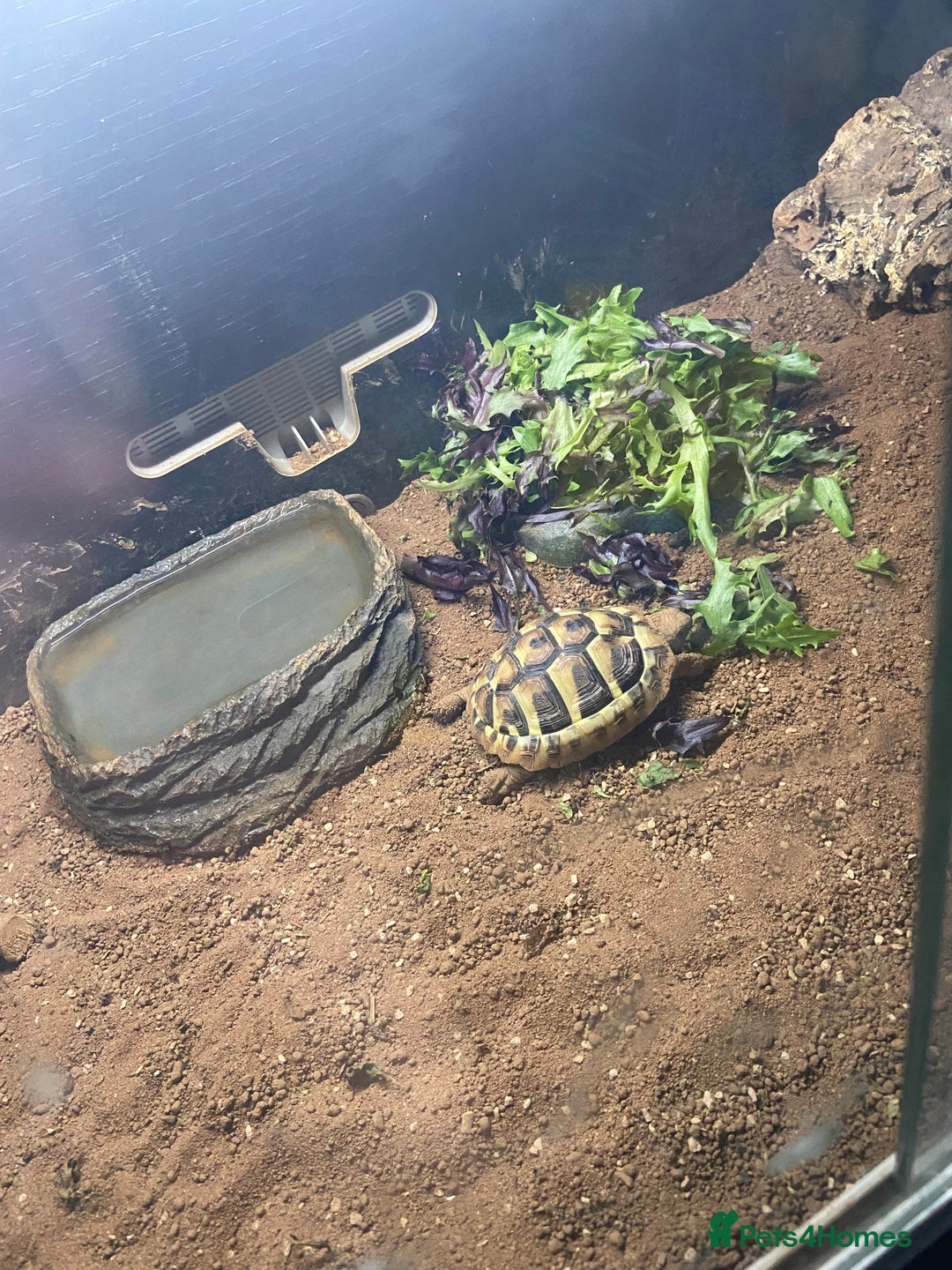 Hermann Tortoise reptiles for sale: Herman tortoise  - Image 1