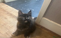 Maine Coon cats for sale: 5 beautiful maine coones  - Image 21