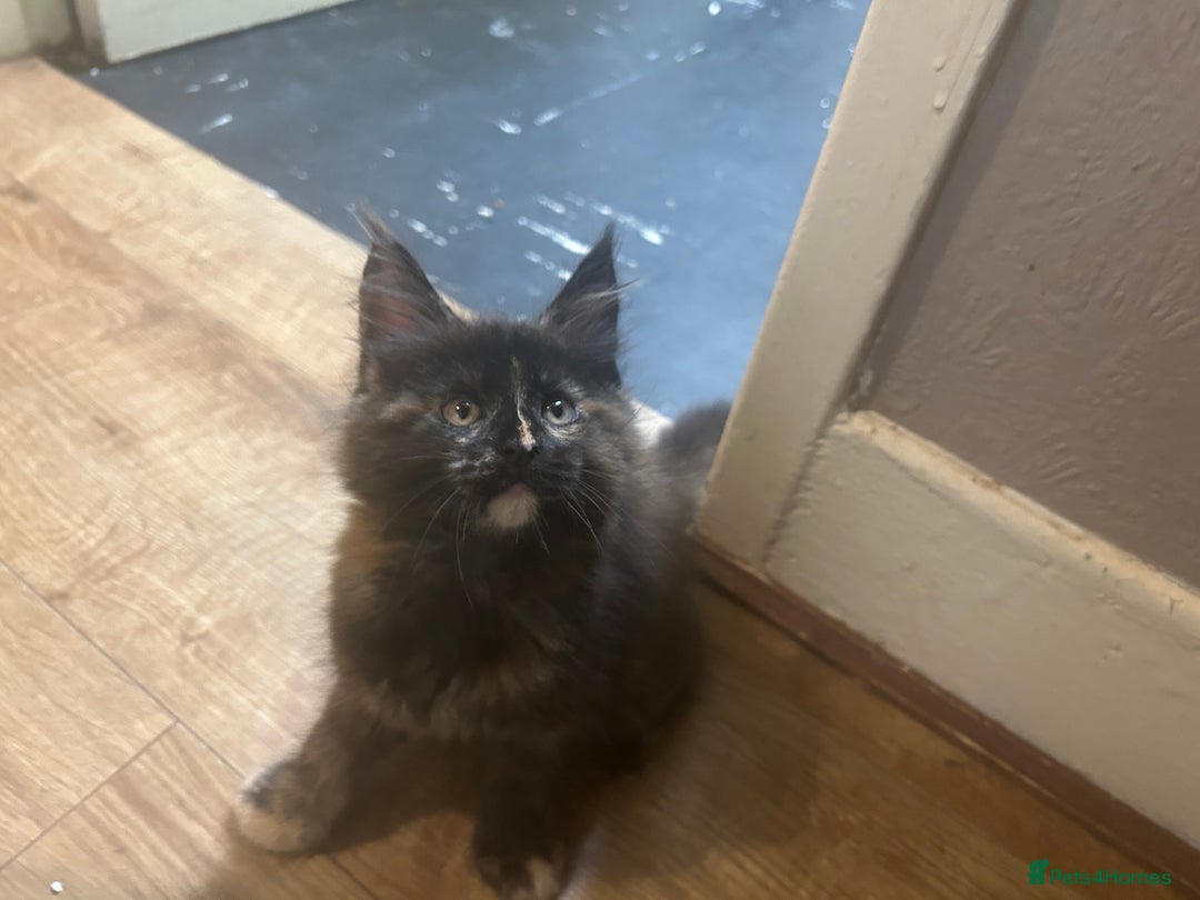 Maine Coon cats for sale: 5 beautiful maine coones  - Image 21