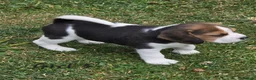 Beagle dogs for sale: Gorgeous KC reg puppies - Advert 23
