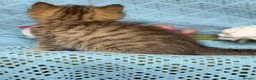 British Longhair cats for sale: British Longhair golden shaded kittens TICA - Advert 16