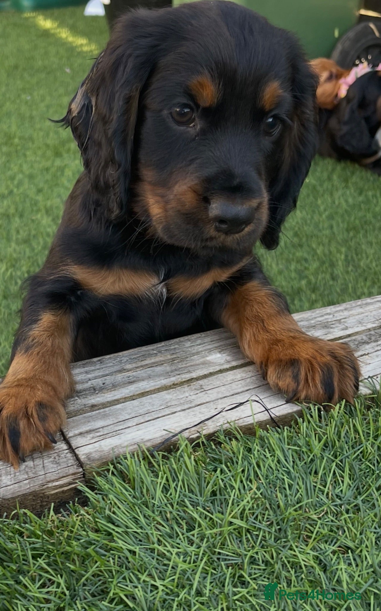 Cocker Spaniel dogs Last 2 beautiful cocker spaniel puppies - Advert 1