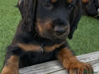 Cocker Spaniel dogs Last 2 beautiful cocker spaniel puppies - Advert 1