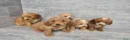 Cockapoo dogs for sale: Stunning red F1 cockapoo boys and girls READY NOW - Advert 9