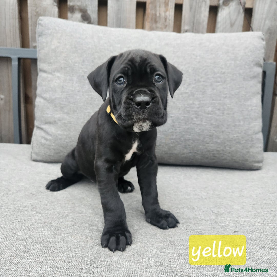 Cane Corso dogs for sale: 💜 gorgeous cane corsos puppies 💜ready in 3 weeks - Image 21