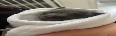 Moo