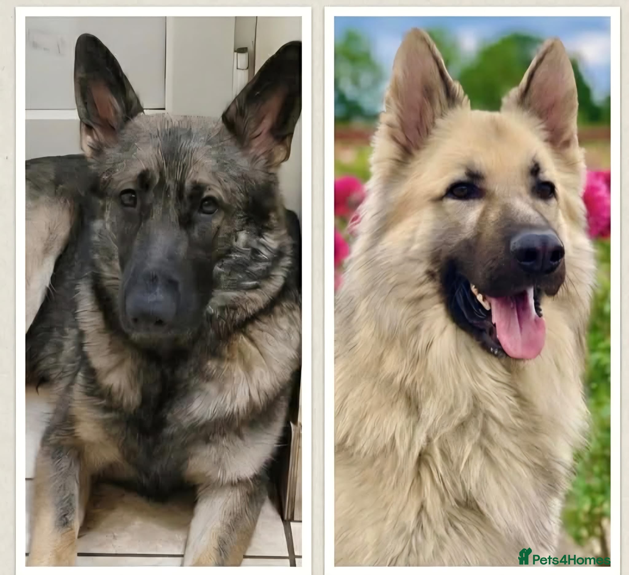 German Shepherd dogs German Shepherd pups Straight back KC registered - Advert 2