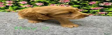 Cockapoo 2