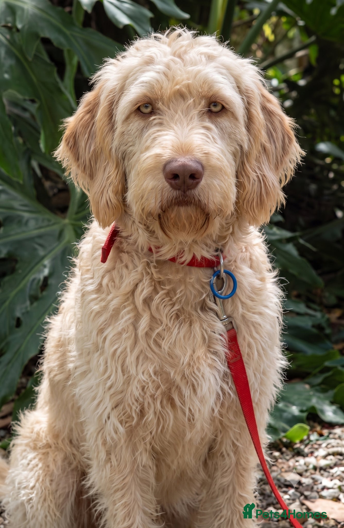 Labradoodle dogs A Better Start Fully Vaccinated Manners HomeRaised - Advert 4