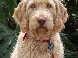 Labradoodle dogs A Better Start Fully Vaccinated Manners HomeRaised - Advert 6