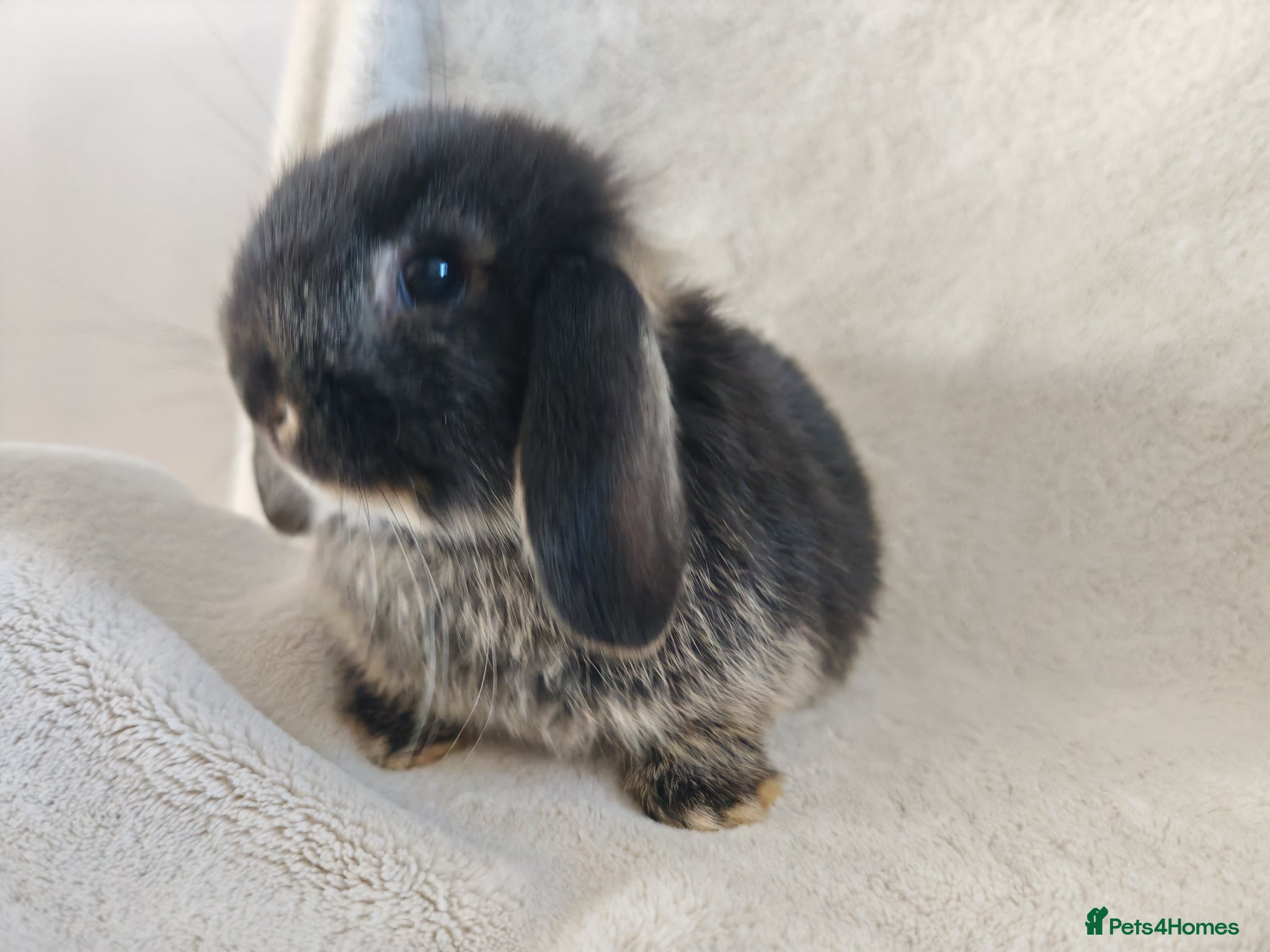 Mini Lop rabbits Beautiful Mini Lop Babies  - Advert 14