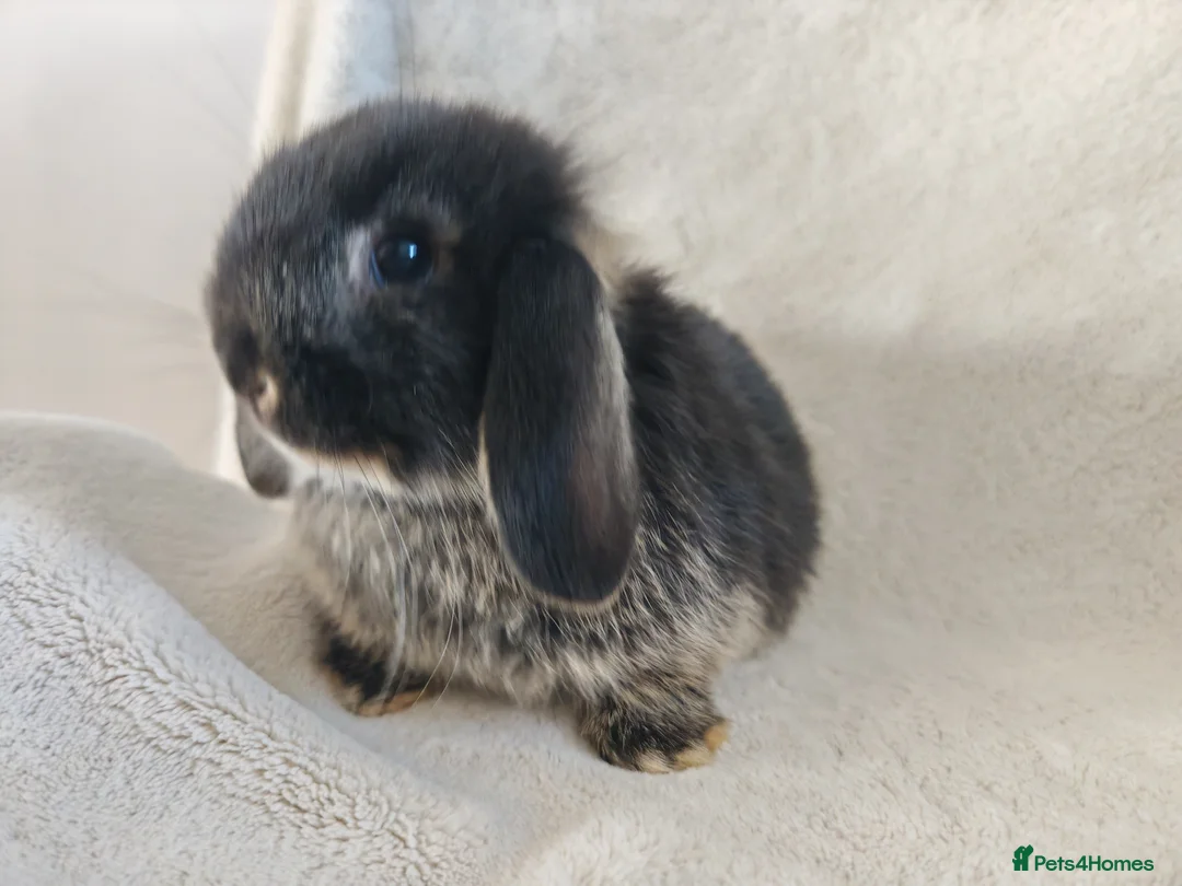 Mini Lop rabbits for sale: Beautiful Mini Lop Babies  - Advert 2