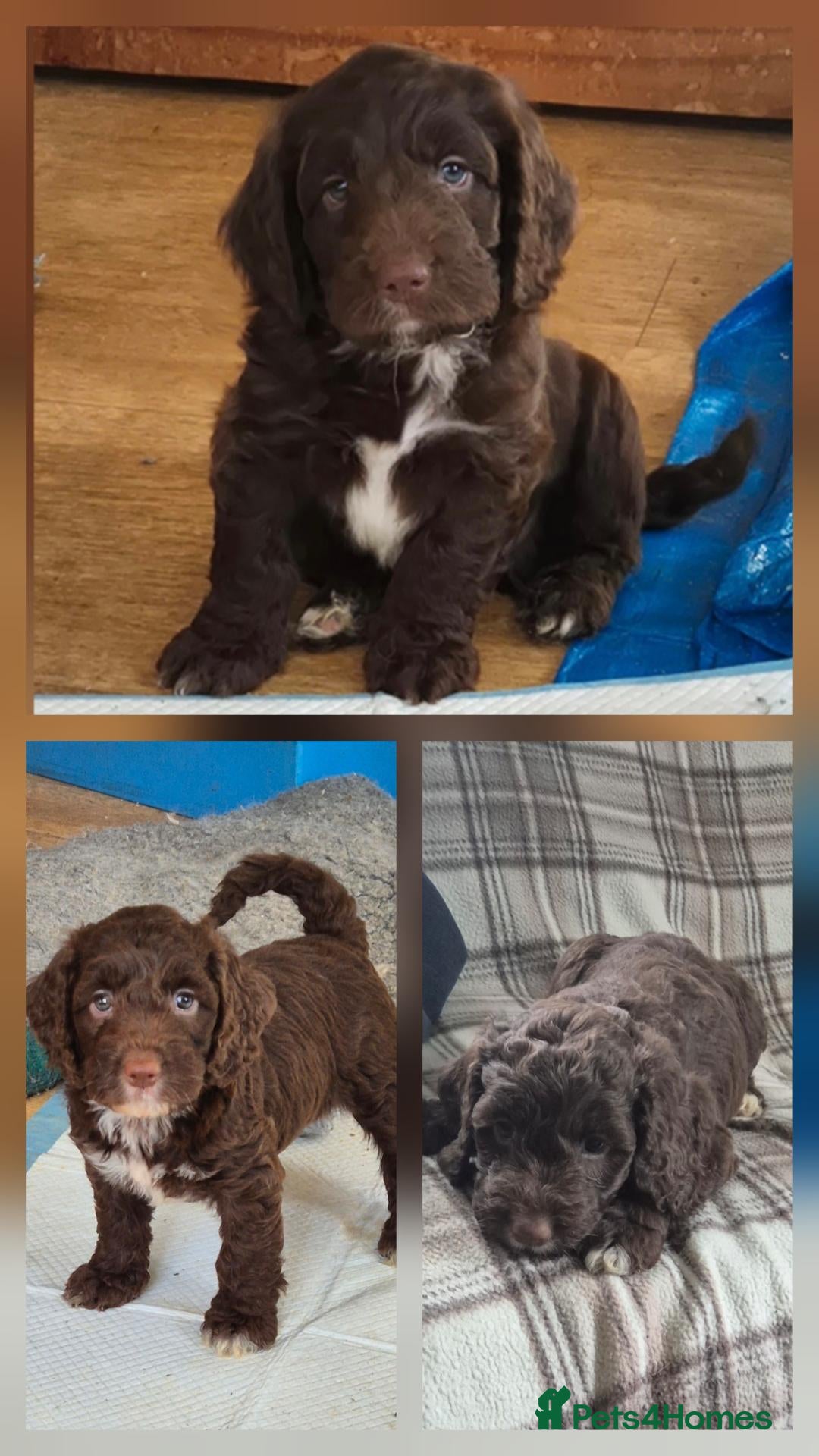 Sproodle dogs for sale: Gorgeous litter of Sproodle Pups  - Advert 1