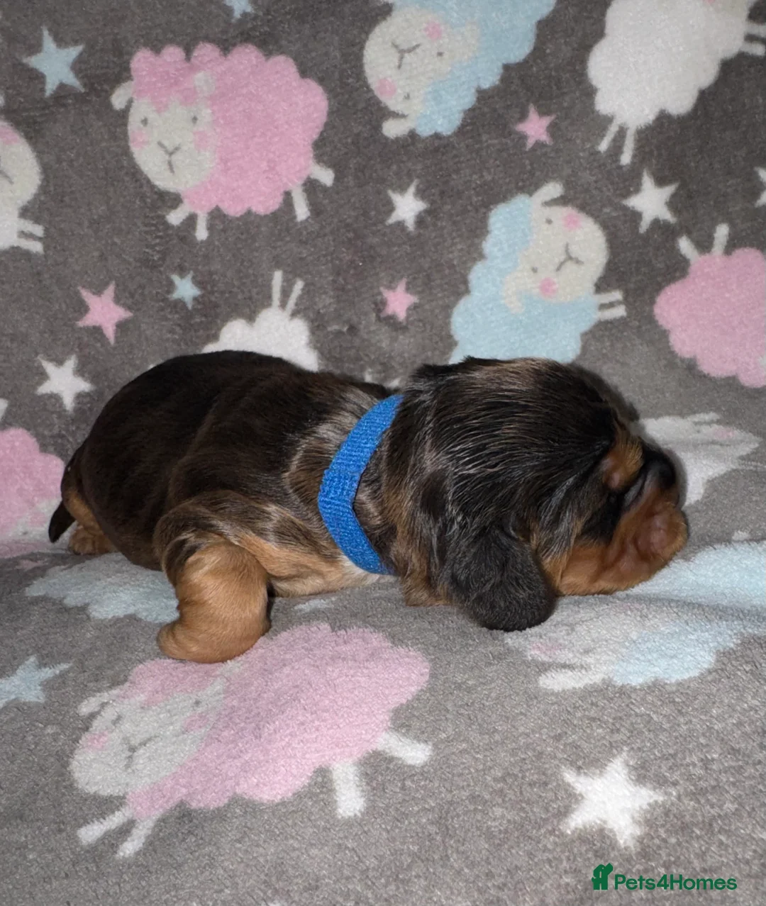 Cocker Spaniel dogs for sale: Outstanding Show Quality Show Type Cocker Spaniels - Advert 15