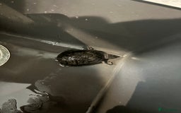 Turtle reptiles for sale: Two musk turtles - Image 2