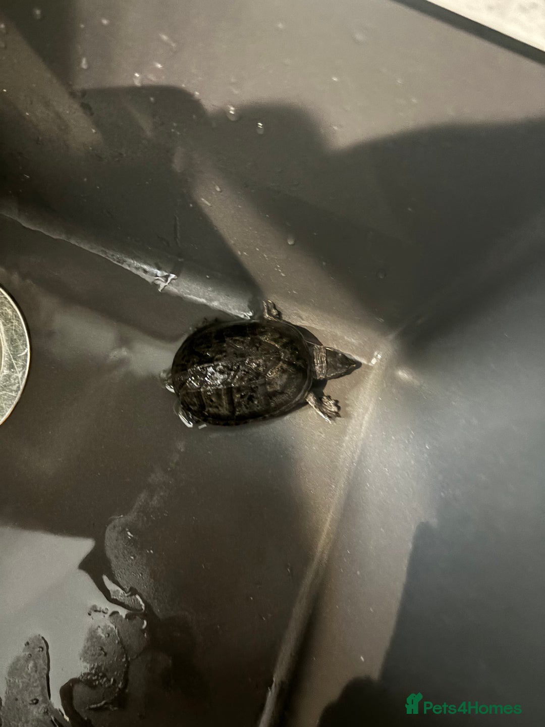 Turtle reptiles for sale: Two musk turtles - Image 2