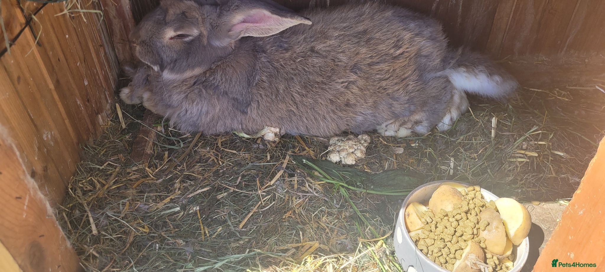 Mixed Breed rabbits Continetal  giant - Advert 1