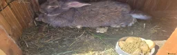 Mixed Breed rabbits for sale: Continetal  giant - Advert 1