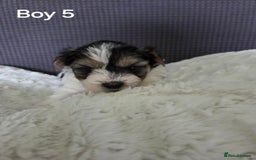 Mixed Breed dogs for sale: Shorkie x Morkie  - Image 11