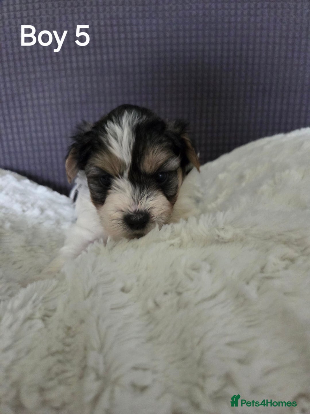 Mixed Breed dogs for sale: Shorkie x Morkie  - Image 11