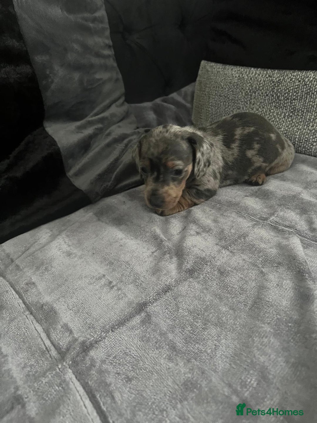 Miniature Dachshund dogs for sale: miniature dachshund puppies - Advert 27